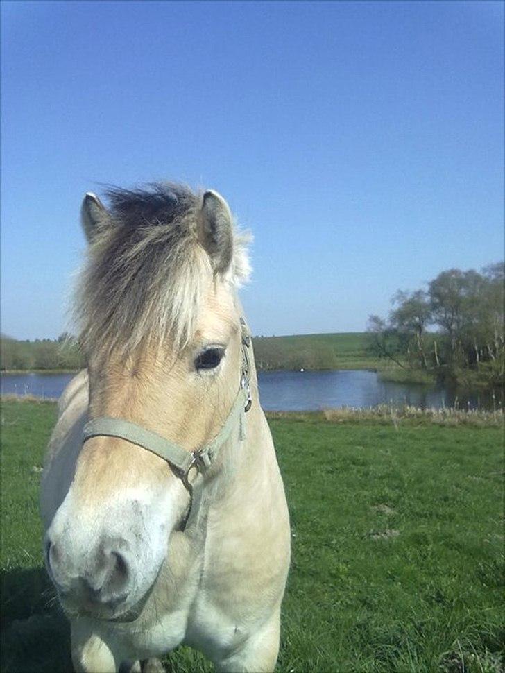 Fjordhest Basse/Bassemand!:*<3. - Haam den dejlige!<3 billede 1