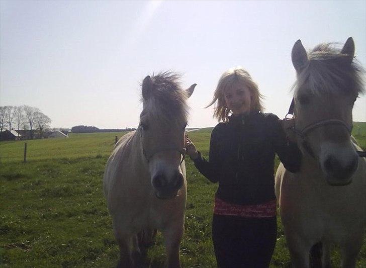 Fjordhest Basse/Bassemand!:*<3. - Min søster ham og Trunte billede 3