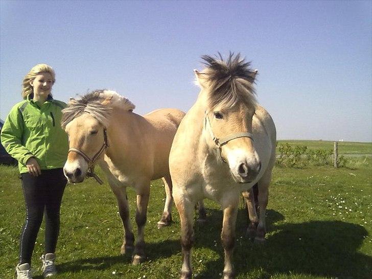 Fjordhest Basse/Bassemand!:*<3. - Min søster og ham og Trunte!<3 billede 4