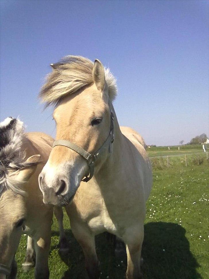 Fjordhest Basse/Bassemand!:*<3. - Ham og Trunte!<3 billede 6