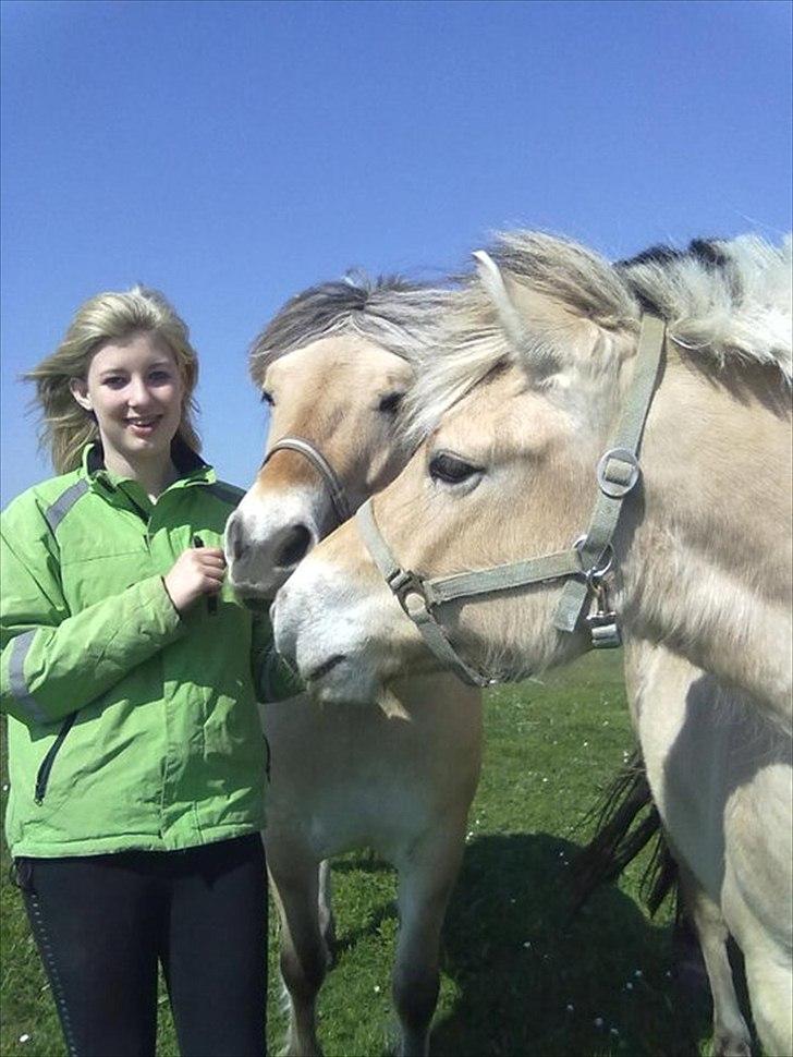 Fjordhest Basse/Bassemand!:*<3. - Min søster ham og hende!<3 ham altid med den blå grime!:)..
Foto: Mig D: <3.. billede 7