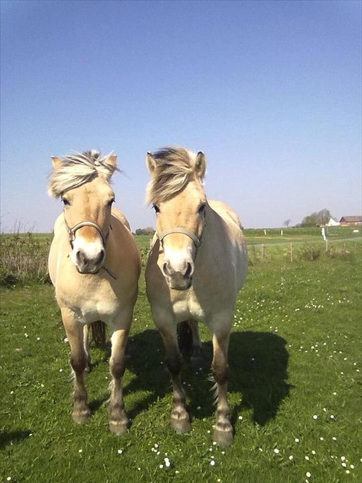 Fjordhest Basse/Bassemand!:*<3. - ham og Trunte<3 billede 8