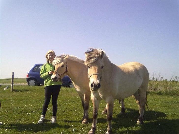 Fjordhest Basse/Bassemand!:*<3. - Ham hende og Trunte!<3 billede 9