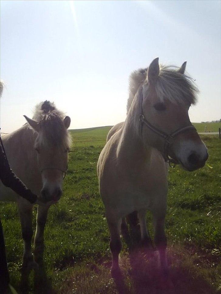 Fjordhest Basse/Bassemand!:*<3. - Basse & Trunte (:<3...
Foto: Mig :D billede 11