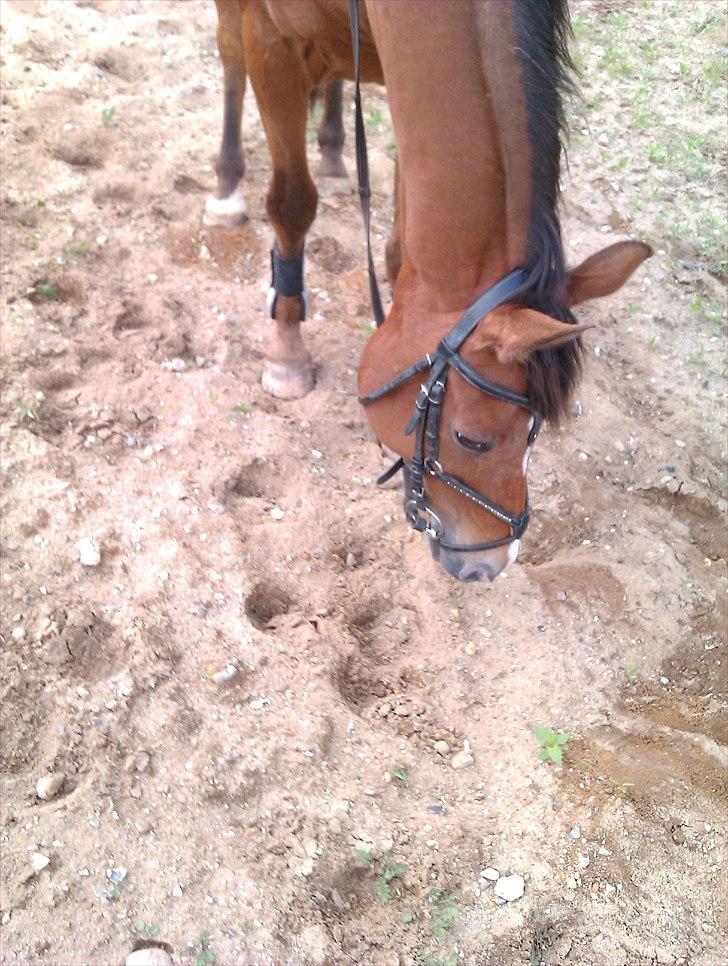 Appaloosa Rebel Bounty billede 10