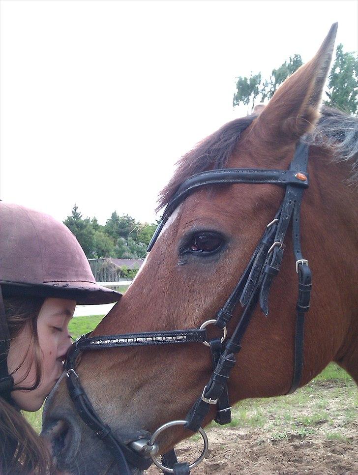 Appaloosa Rebel Bounty billede 11