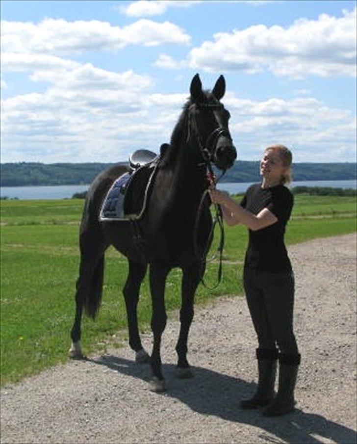 Trakehner Medina billede 16