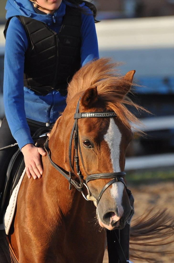 Welsh Pony af Cob-type (sec C) Jet - Jet :* billede 11