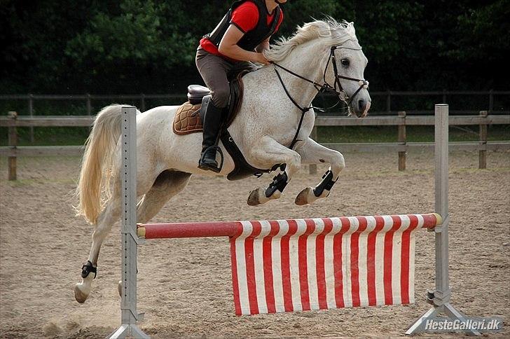 Arabisk fuldblod (OX) Ta Malim OX - Til træning... Foto: Freia Jensen billede 3