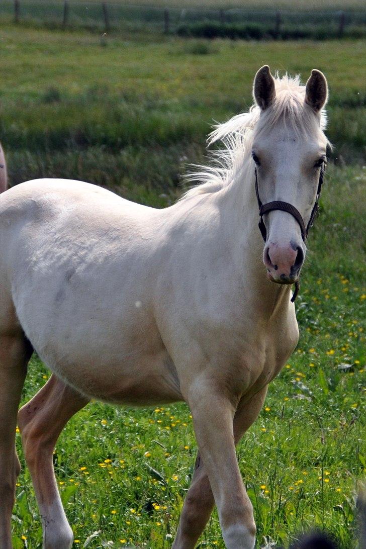 Frederiksborg Theis Toftedal billede 14