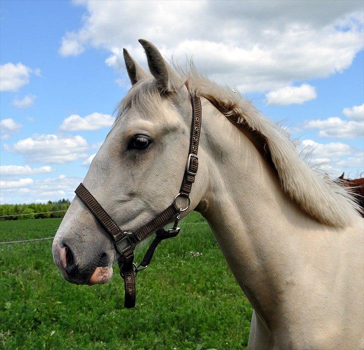 Frederiksborg Theis Toftedal billede 15