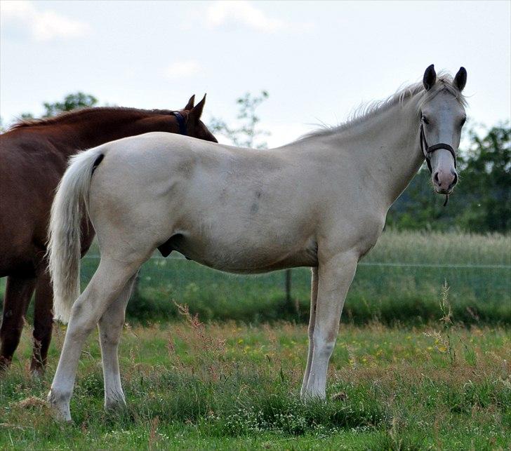Frederiksborg Theis Toftedal billede 1