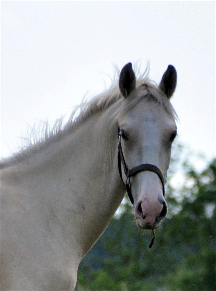 Frederiksborg Theis Toftedal billede 16