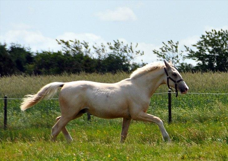 Frederiksborg Theis Toftedal billede 17
