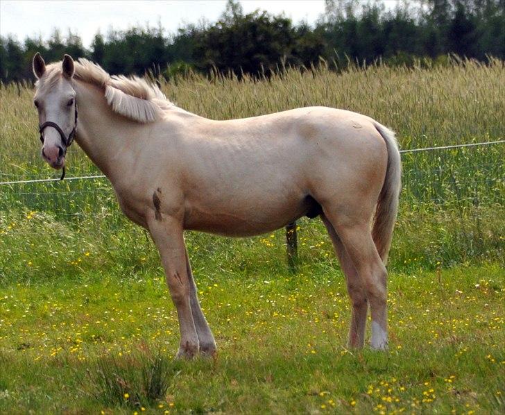 Frederiksborg Theis Toftedal billede 18