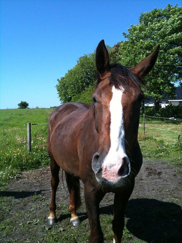 Dansk Varmblod Donna May Z billede 1