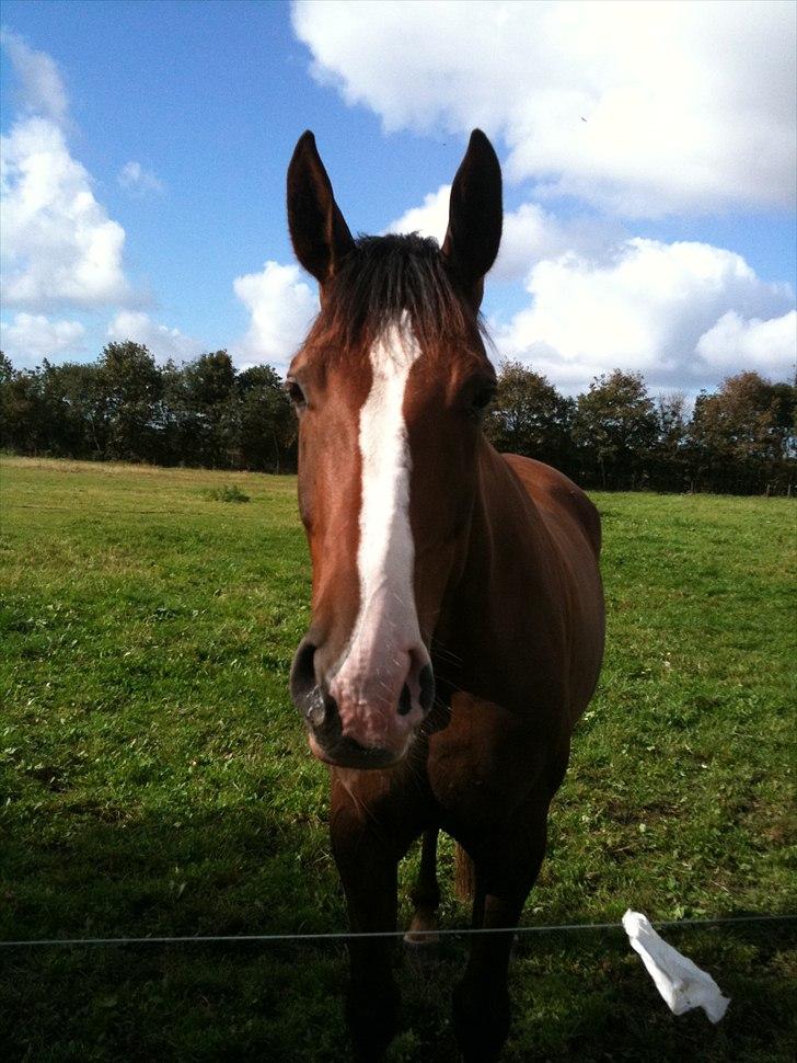 Dansk Varmblod Donna May Z billede 2