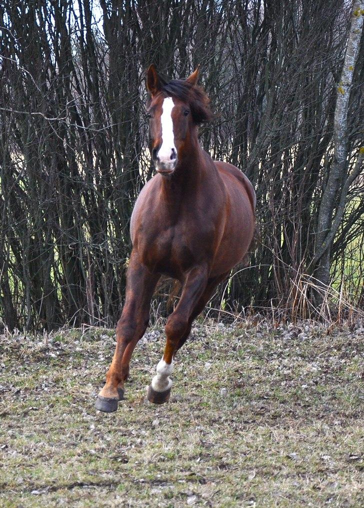 Dansk Varmblod Donna May Z billede 3