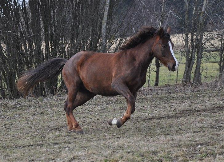 Dansk Varmblod Donna May Z - Fri galop på marken :-) billede 4