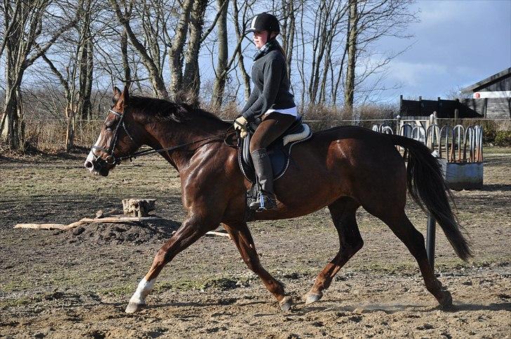 Dansk Varmblod Donna May Z billede 5