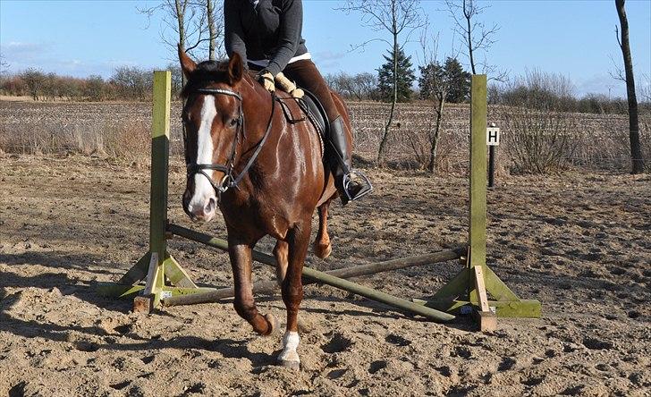 Dansk Varmblod Donna May Z - Vi forsøger os lige med et lille spring :-D billede 6
