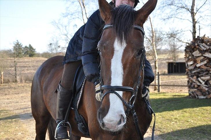 Dansk Varmblod Donna May Z billede 7