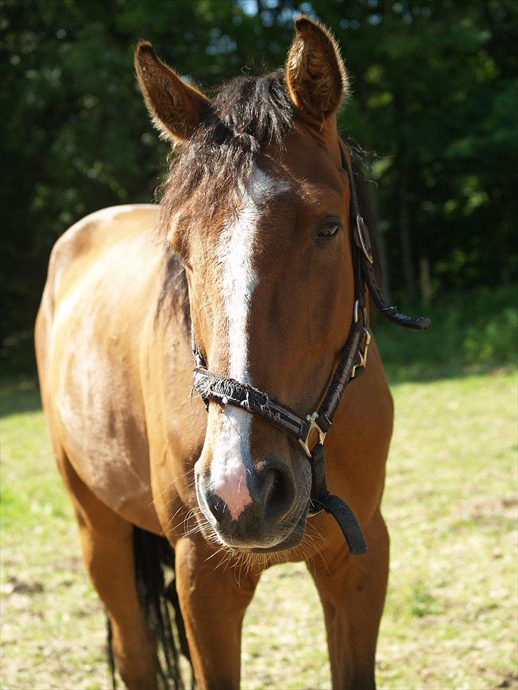 Holstener Trix Trax -Dejlige dreng, solgt... savnet- - [Foto: Katja Atzen Gade (Mig)] billede 4