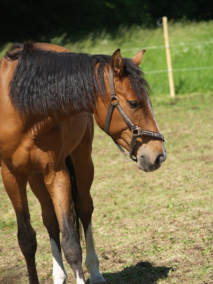Holstener Trix Trax -Dejlige dreng, solgt... savnet- - [Foto: Katja Atzen Gade (Mig)] billede 10
