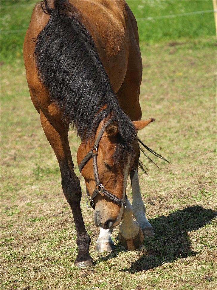 Holstener Trix Trax -Dejlige dreng, solgt... savnet- - [Foto: Katja Atzen Gade (Mig)] billede 8