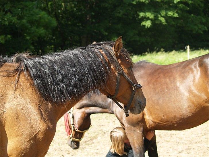 Holstener Trix Trax -Dejlige dreng, solgt... savnet- - [Foto: Katja Atzen Gade (Mig)] billede 19