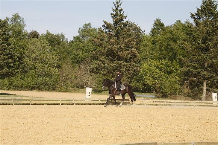 Anden særlig race Black Star - Black Star i en flot trav. billede 19