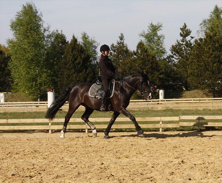 Anden særlig race Black Star - En flot travøgning. billede 20