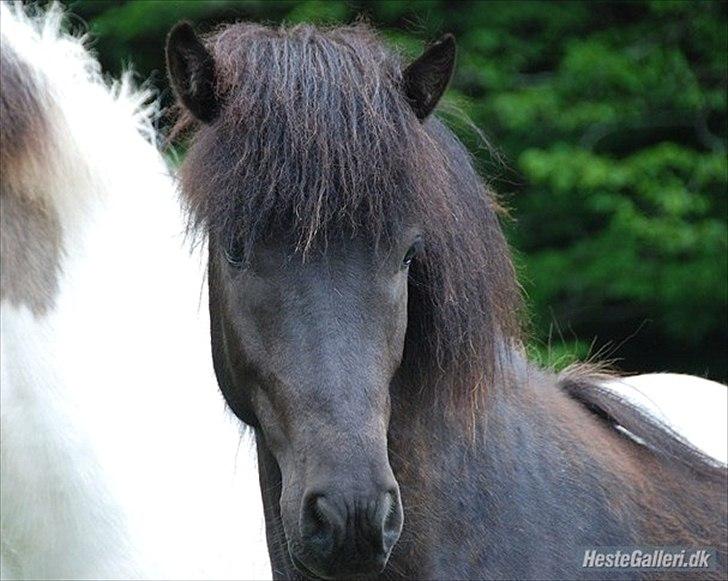Islænder Bláus fra Belkanto *Solgt* billede 1