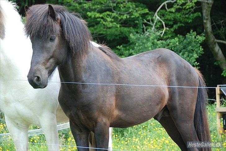 Islænder Bláus fra Belkanto *Solgt* billede 3