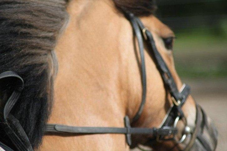 Anden særlig race Vanilla - Foto: DBR billede 3