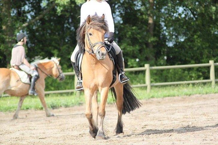 Anden særlig race Vanilla - Foto: DBR billede 5