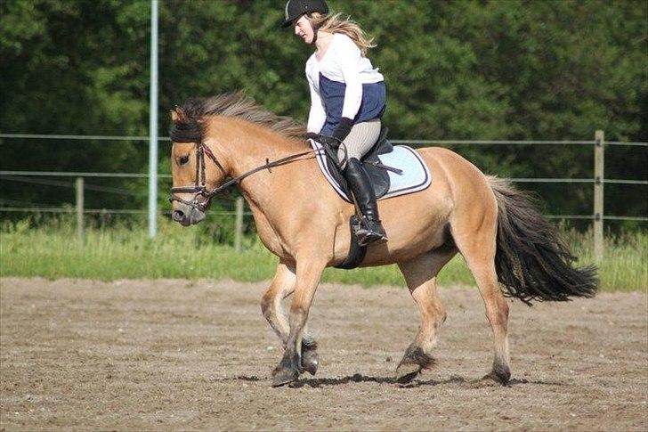 Anden særlig race Vanilla - Foto: DBR billede 9