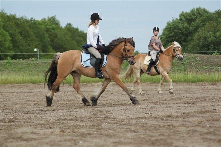 Anden særlig race Vanilla - Foto: DBR billede 10