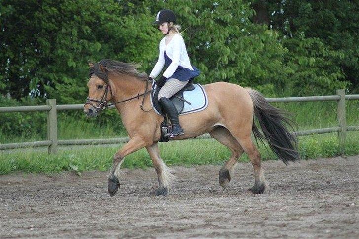 Anden særlig race Vanilla - Foto: DBR billede 12