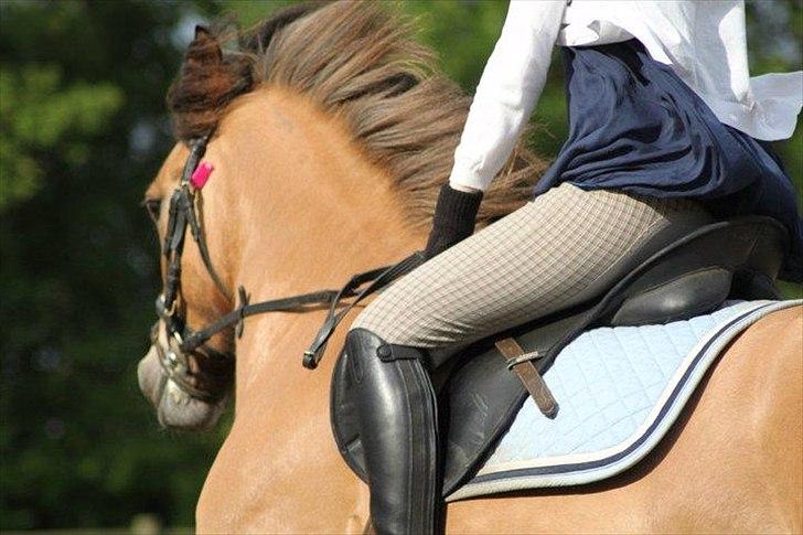 Anden særlig race Vanilla - Foto: DBR billede 16