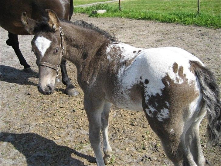 Knabstrupper Antoli´s Lynet billede 5