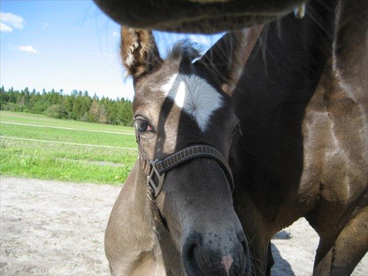 Knabstrupper Antoli´s Lynet billede 6