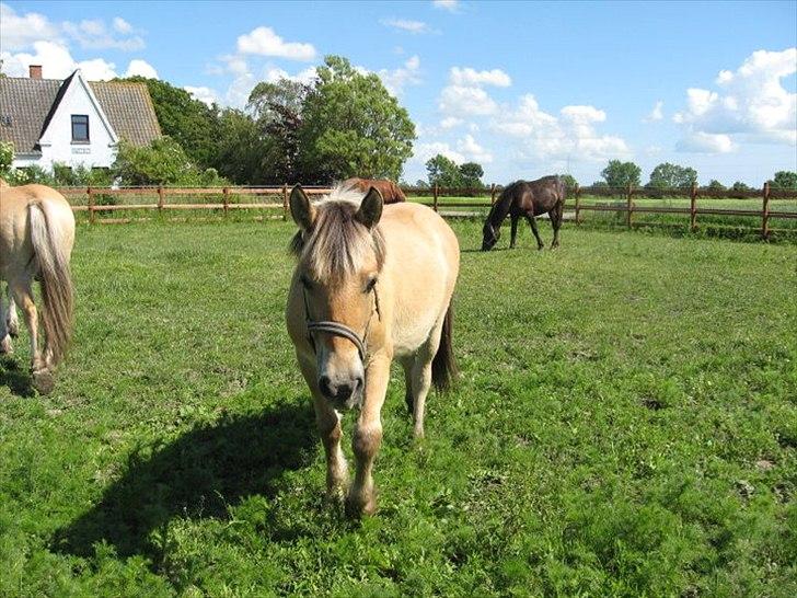 Anden særlig race Cody - Cody juni 2011 billede 6