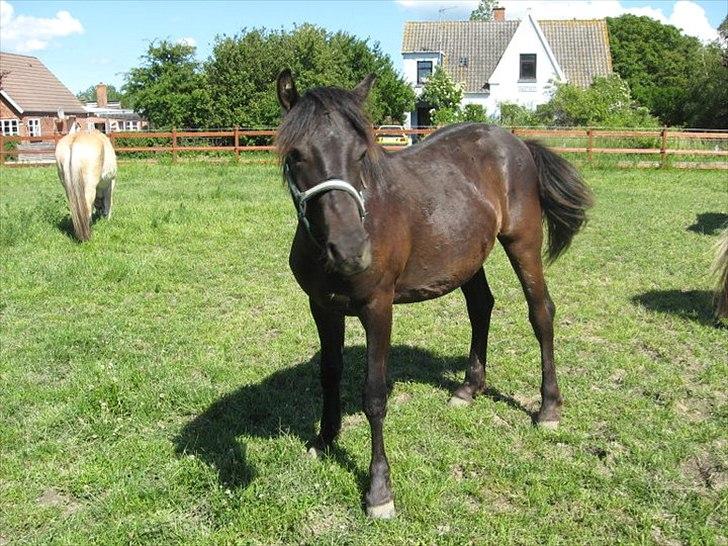 Anden særlig race Walentin - Walle juni 2011 billede 2