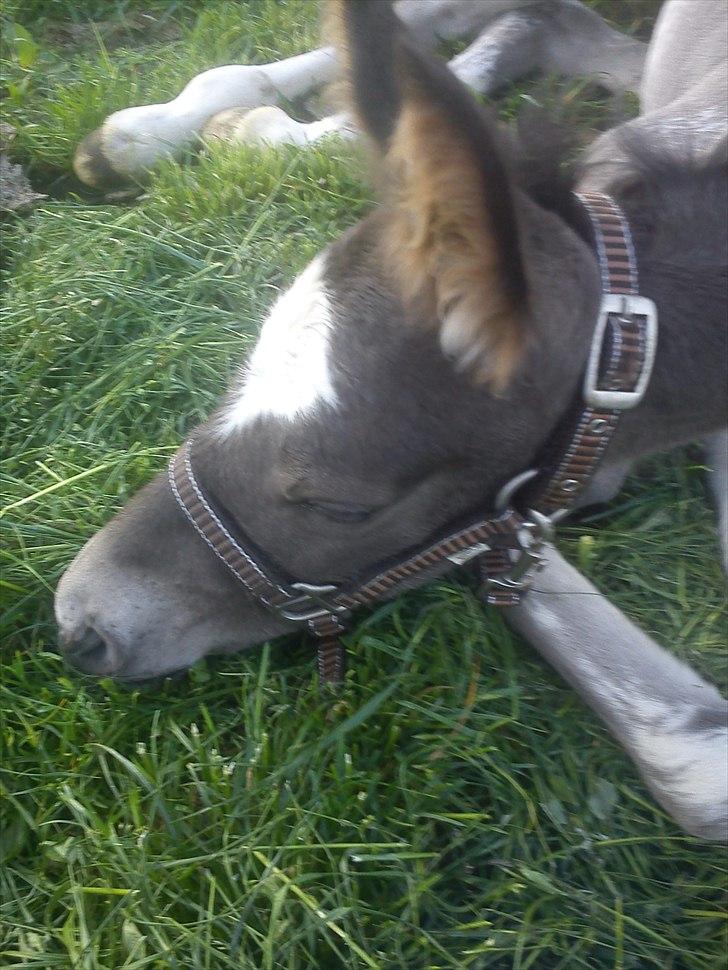 Knabstrupper Antoli´s Lynet billede 18