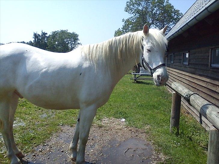 Appaloosa Artax - En nyvasket Artax  billede 10