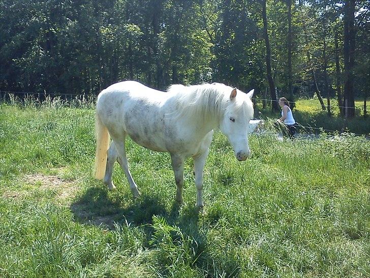Appaloosa Artax - Men sådan vil han helst se  ud, når han selv skal vælge ; ) billede 11