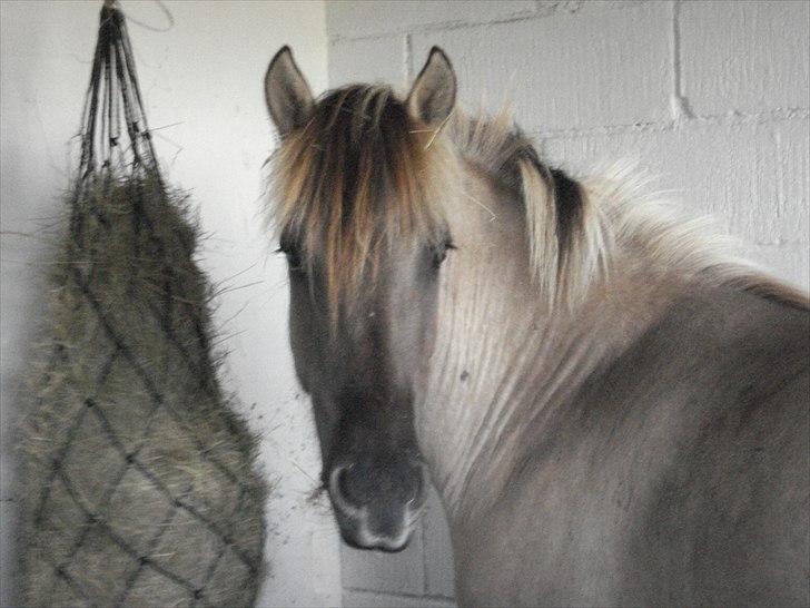 Anden særlig race Friser/fjord hoppen Mysla - Friser/fjordhest, Charlotte, 2009 billede 11