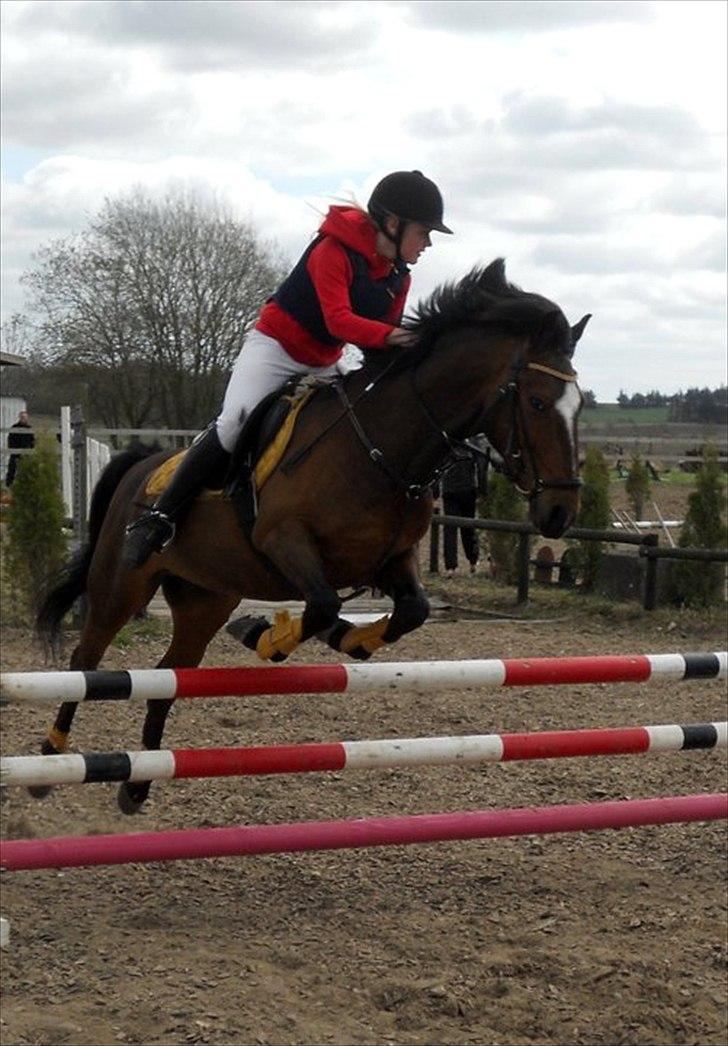 New Forest Mastwood Honeymoon - Stævne i svejstrup rideklub 2010 :) 
1. plas LB billede 8