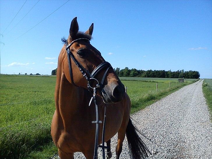 Dansk Varmblod Qvinni - Velkommen til min profil (: billede 1